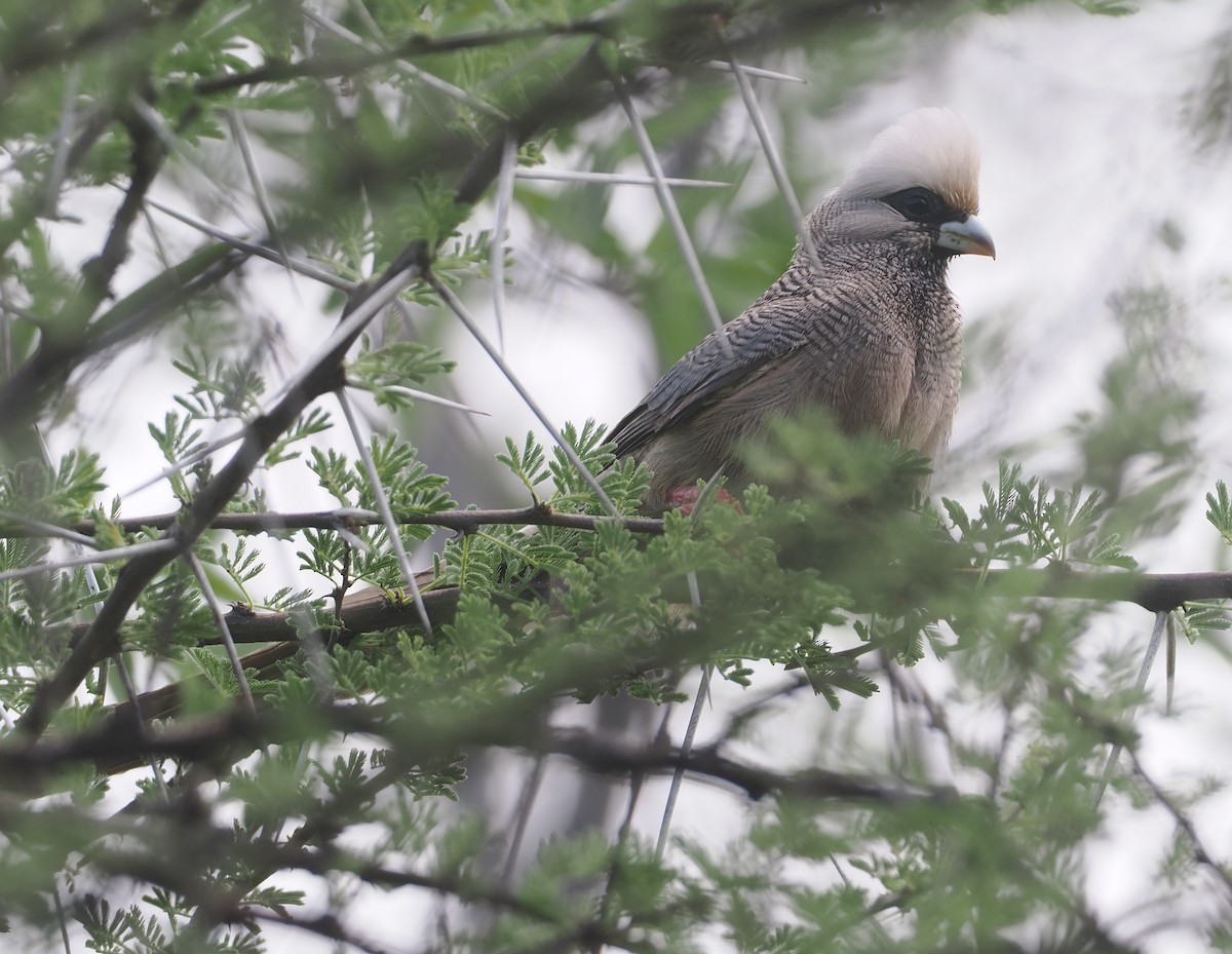 シロガシラネズミドリ - ML647156621