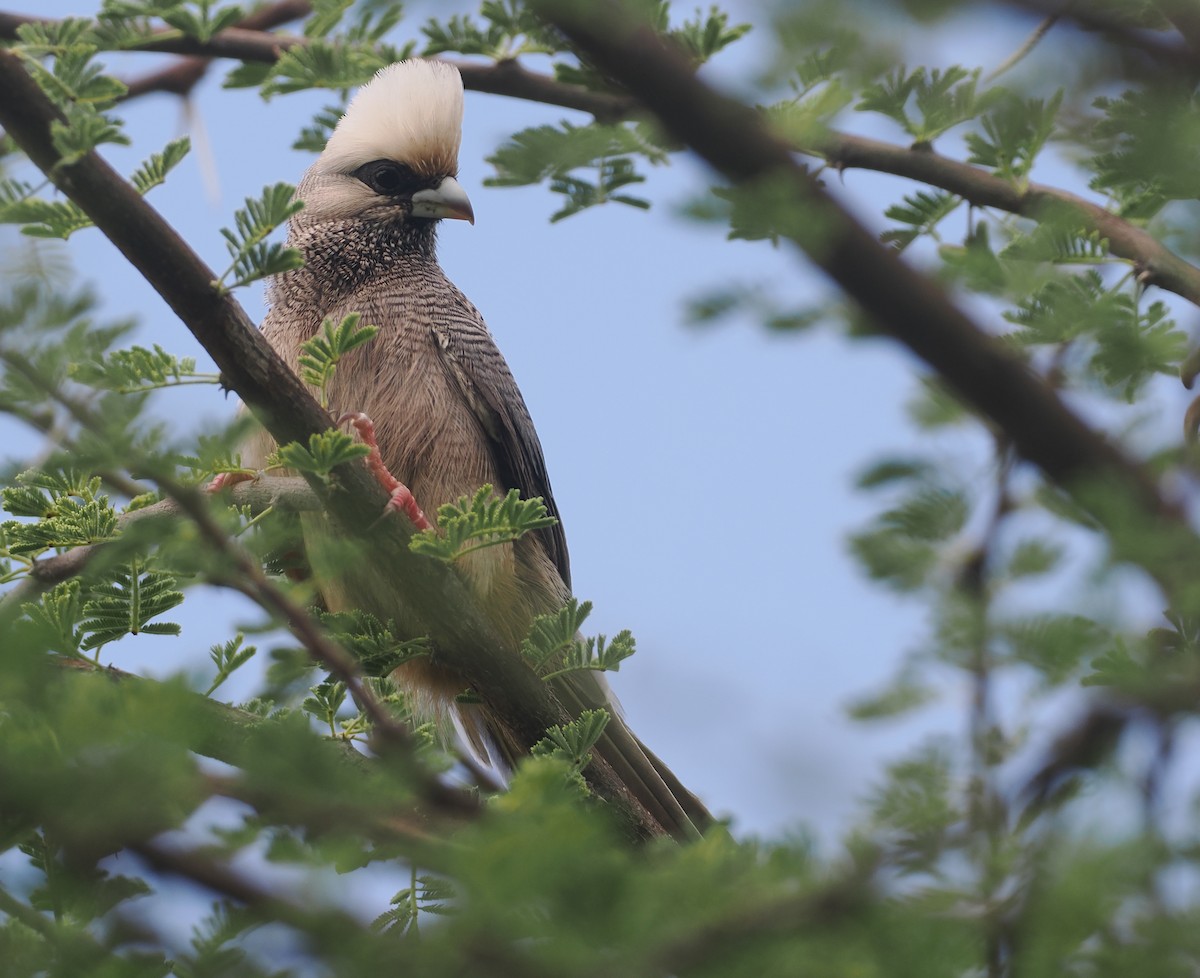 シロガシラネズミドリ - ML647156623