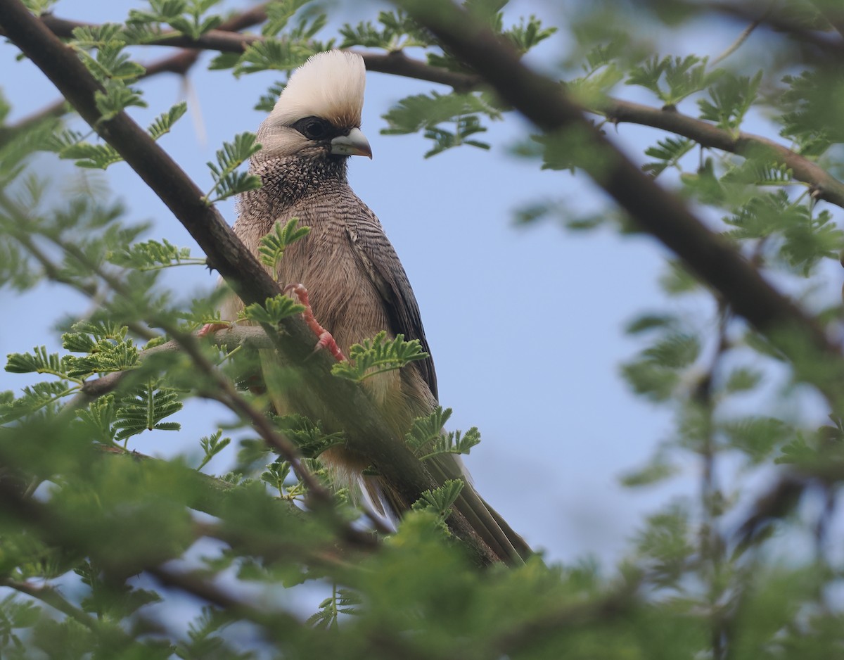 シロガシラネズミドリ - ML647156625