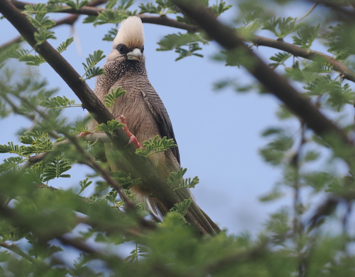 シロガシラネズミドリ - ML647156626