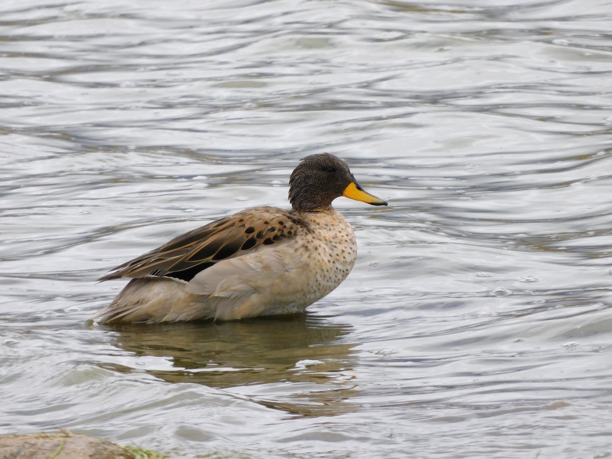 Yellow-billed Teal - ML647156629