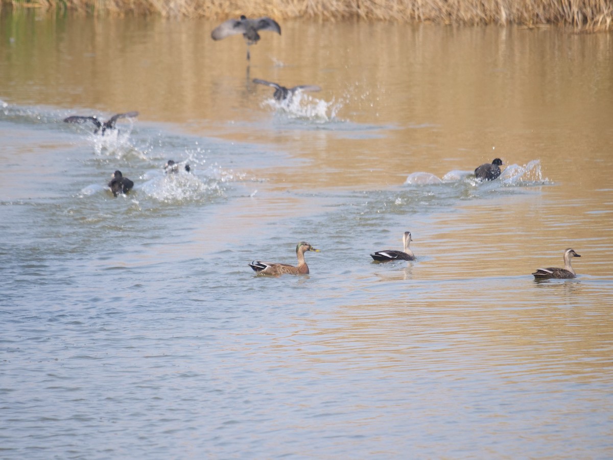 Eastern Spot-billed Duck x Mallard (hybrid) - ML647156630
