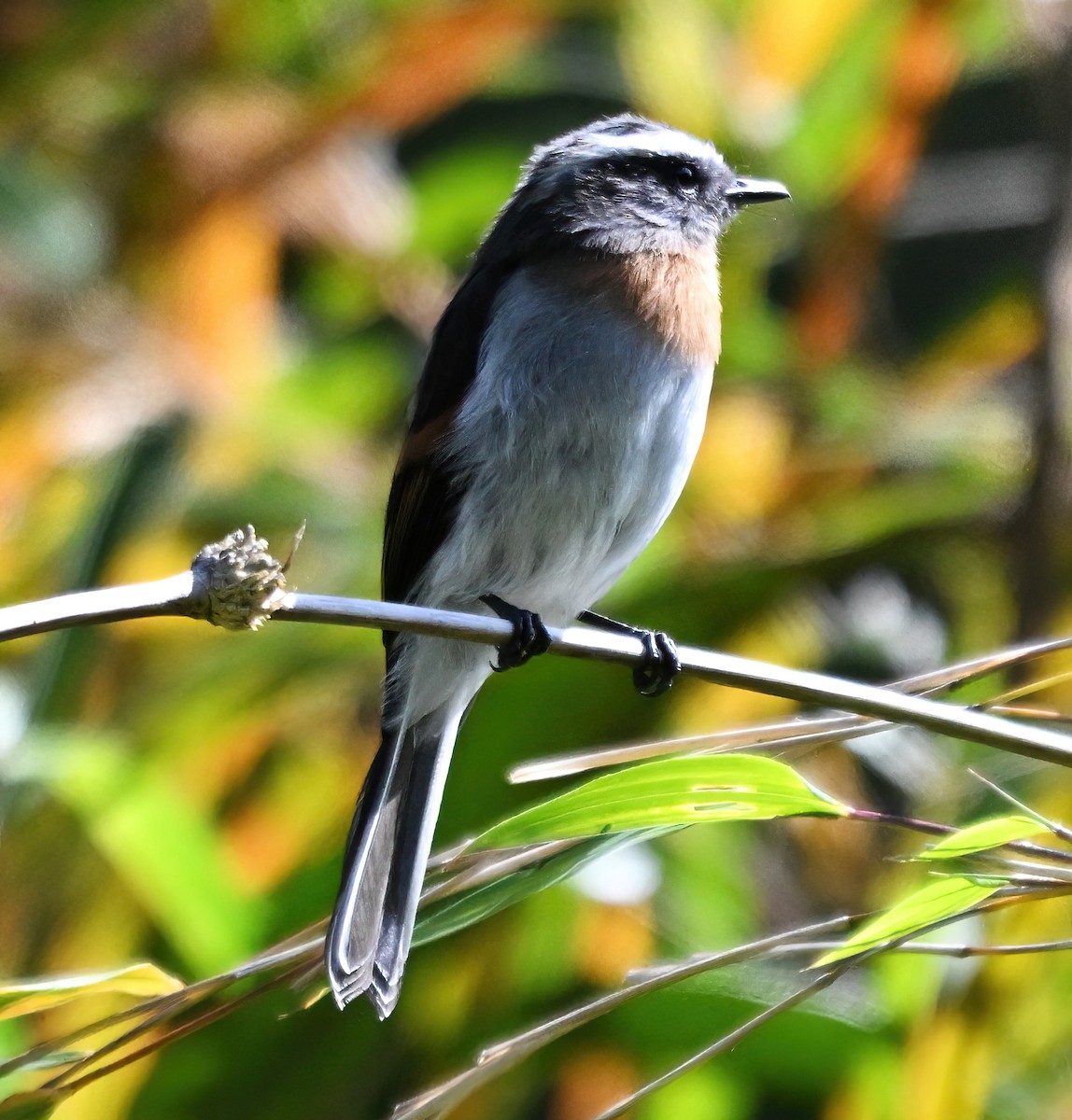 Rufous-breasted Chat-Tyrant - ML647156640
