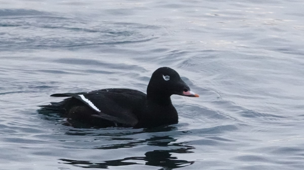 turpan kanadský - ML647156645