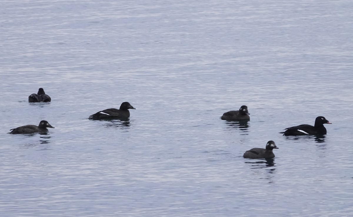 turpan kanadský - ML647156646