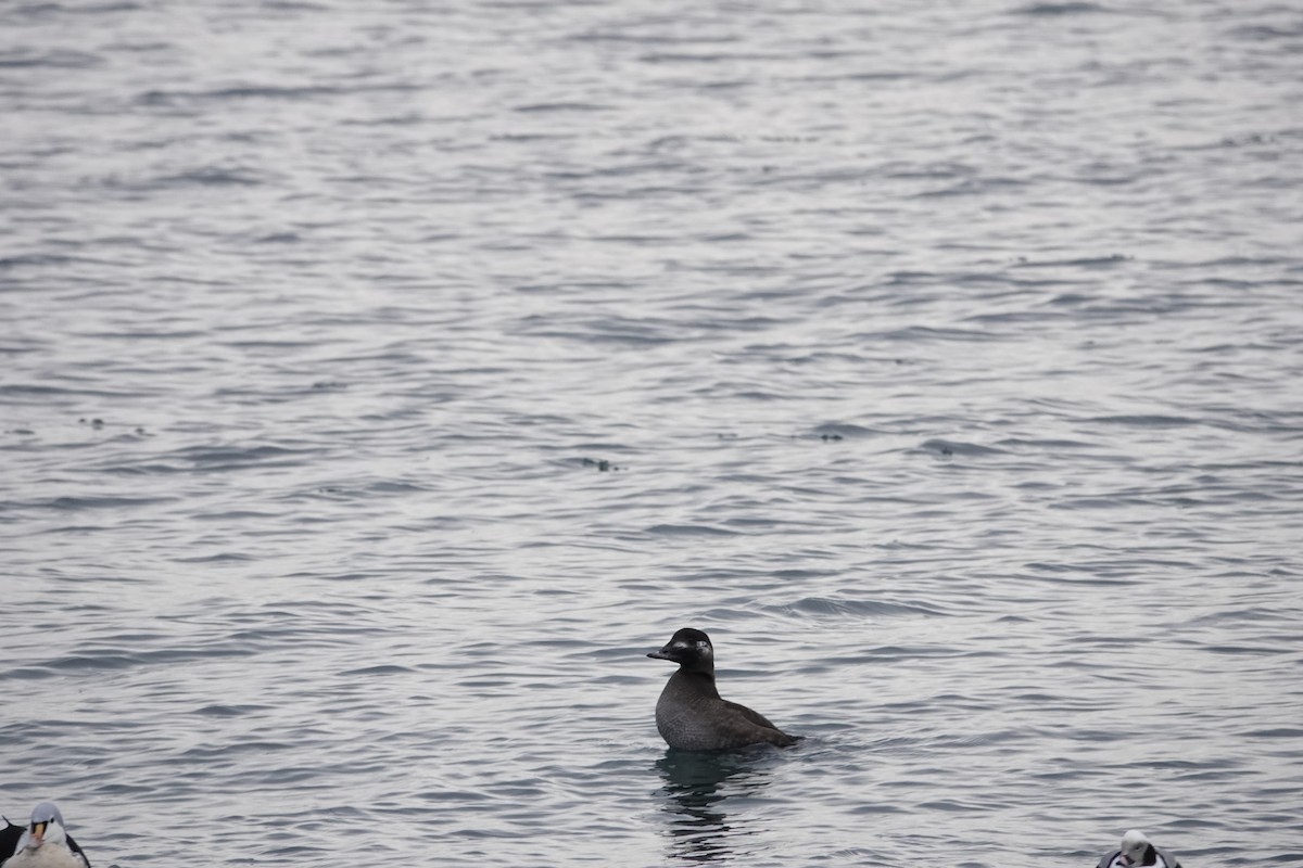 turpan kanadský - ML647156647