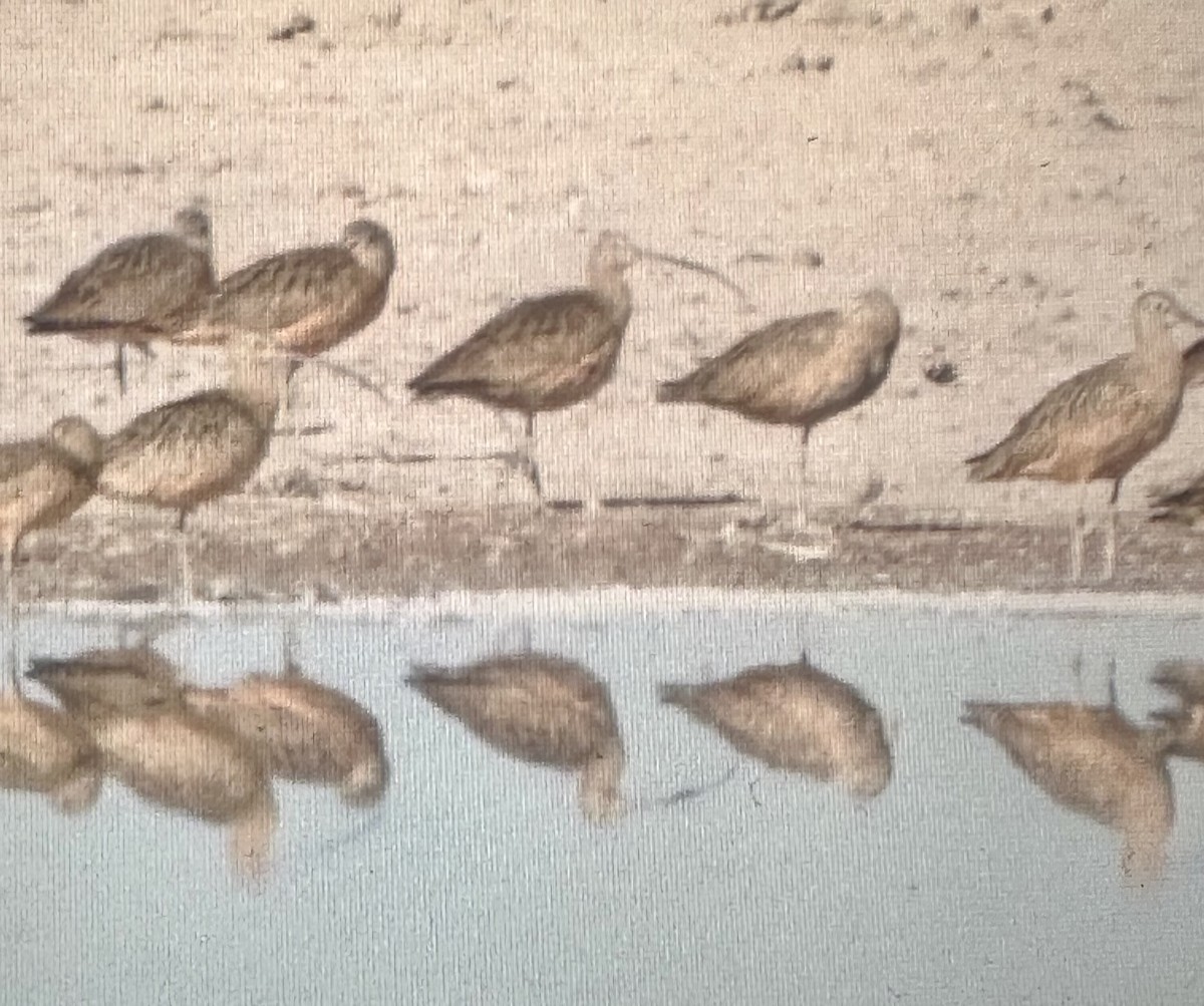 Кульон американський - ML647156657