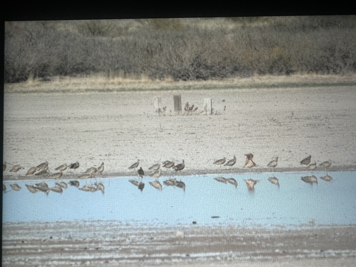 Кульон американський - ML647156658