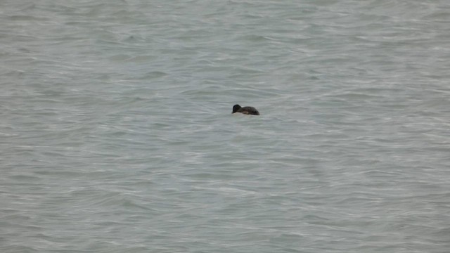 Tufted Duck - ML647156667