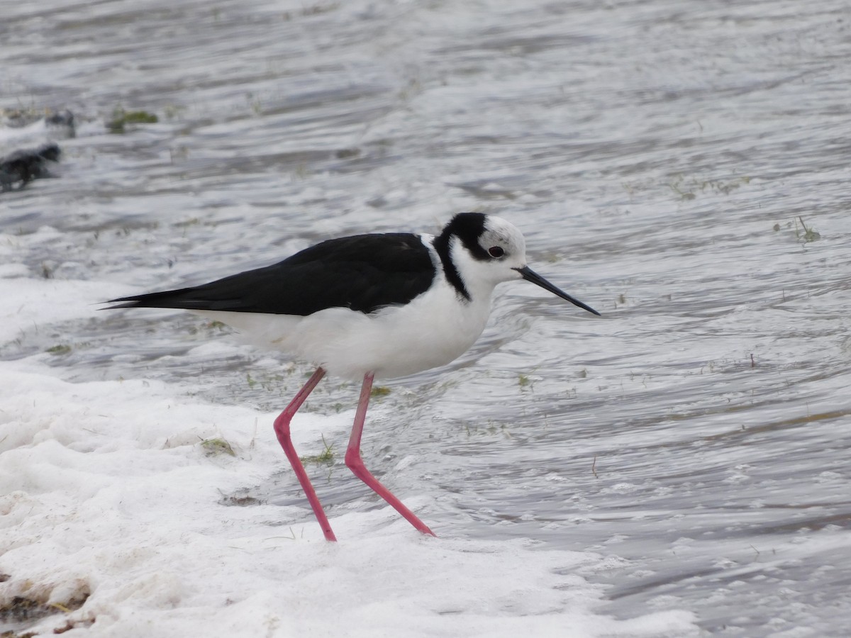 Black-necked Stilt - ML647156673