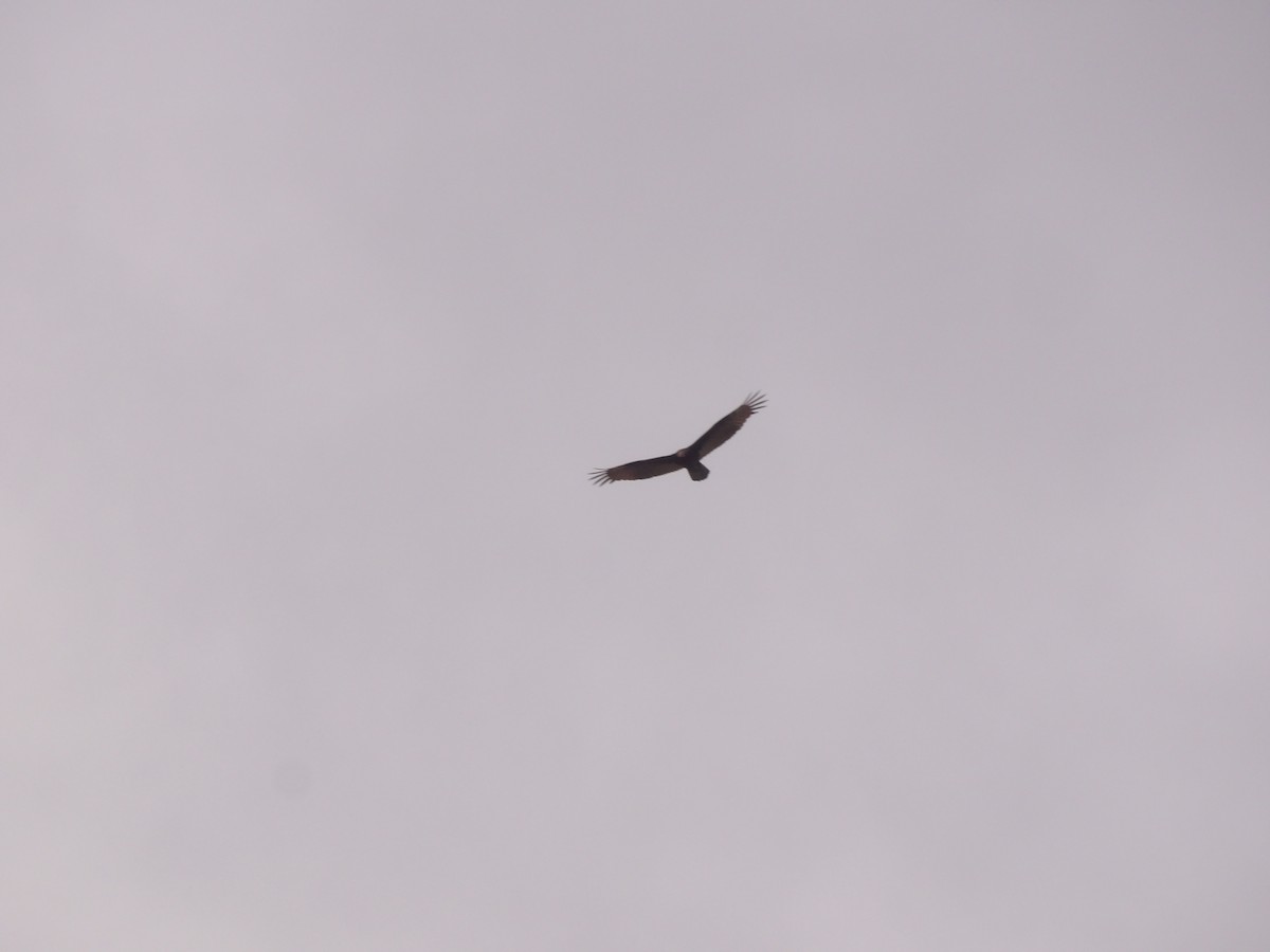 Urubu à tête rouge - ML647156677