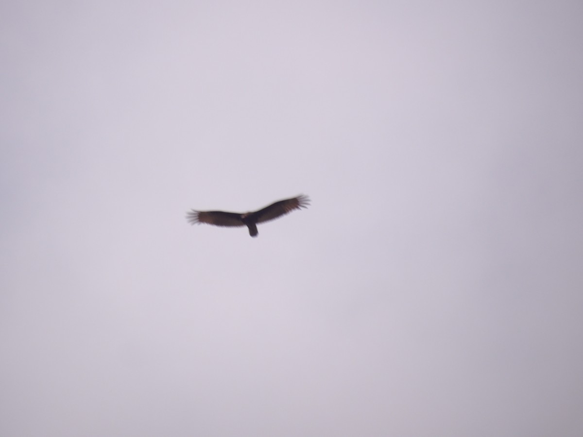 Urubu à tête rouge - ML647156678