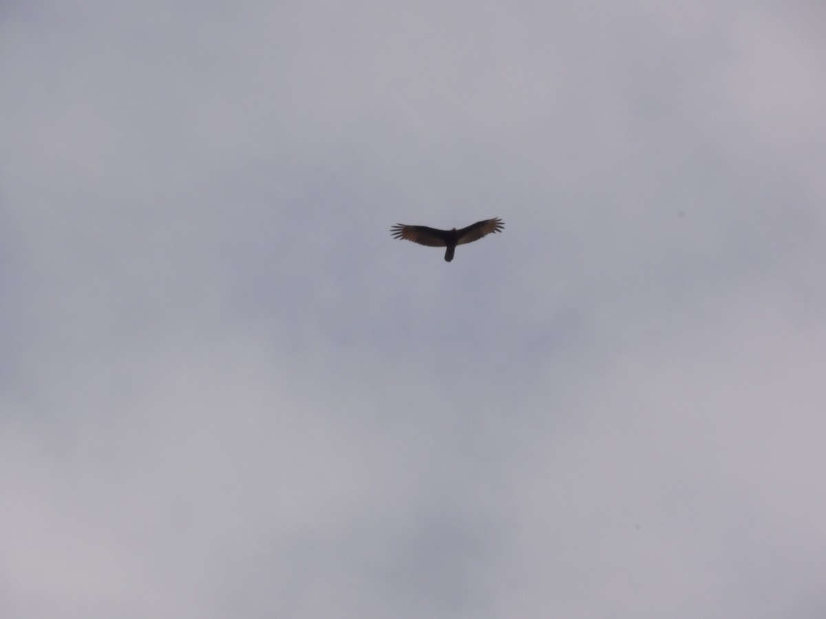 Urubu à tête rouge - ML647156679