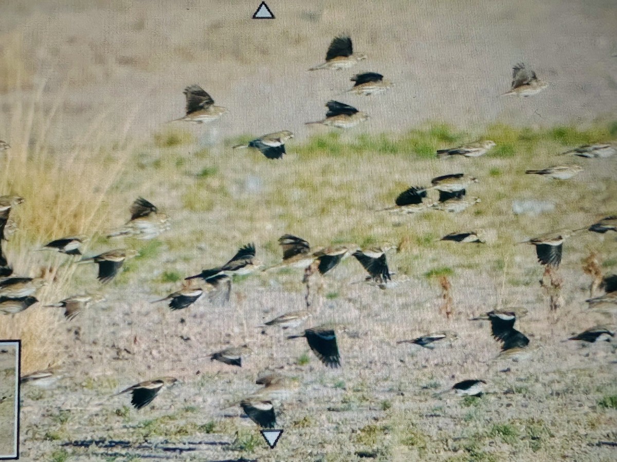 カタジロクロシトド - ML647156680