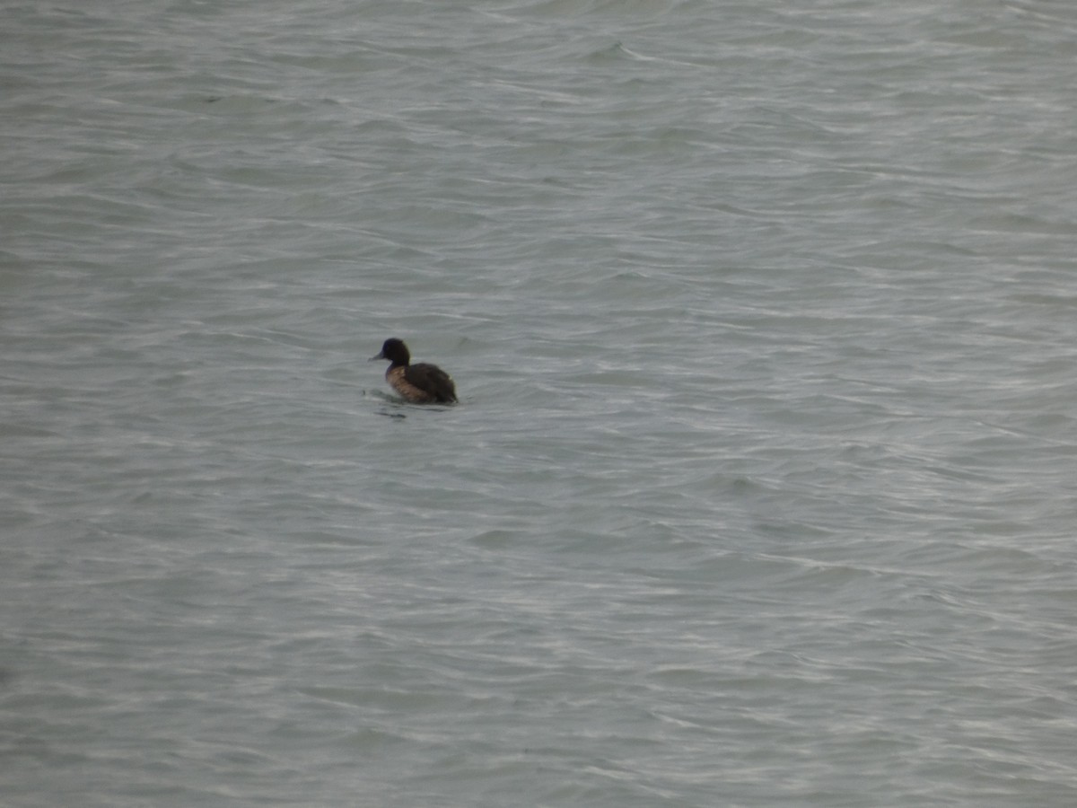 Tufted Duck - ML647156683