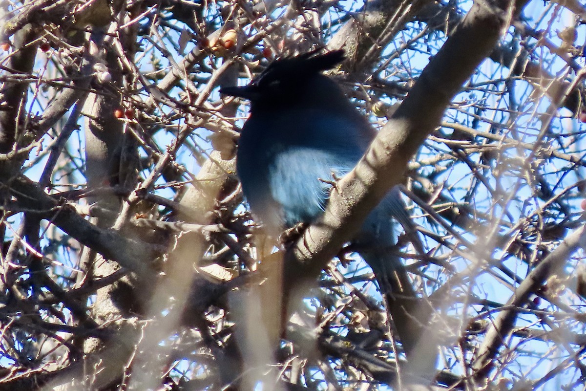 Steller's Jay - ML647156689