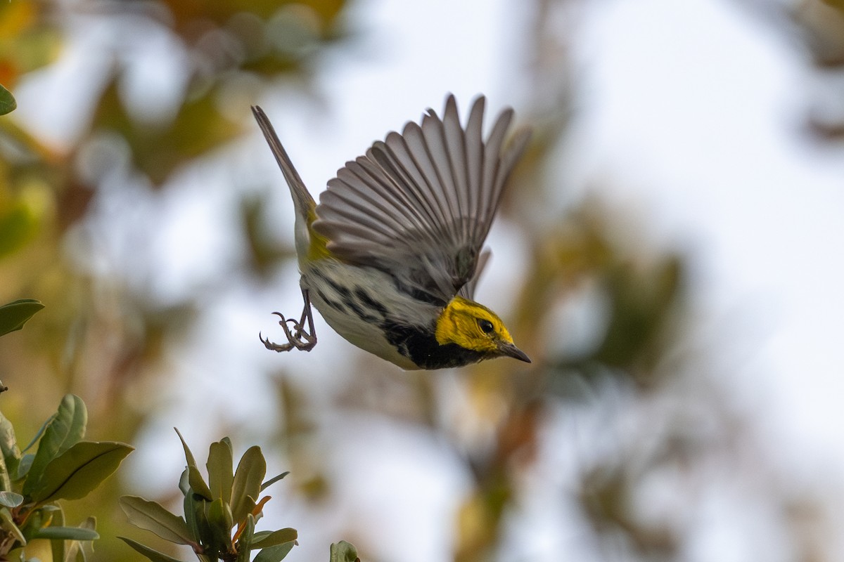 Yeşil Sırtlı Ötleğen - ML647156695