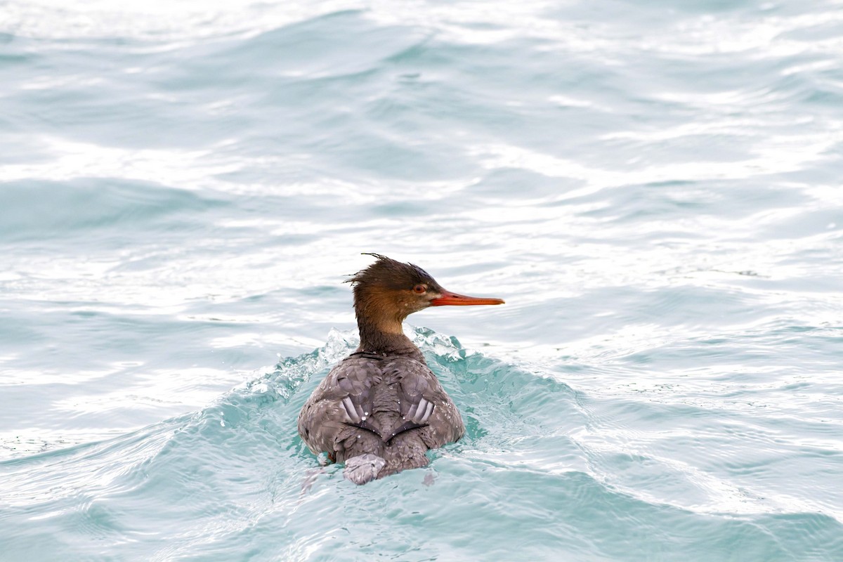 Serreta Mediana - ML647156710