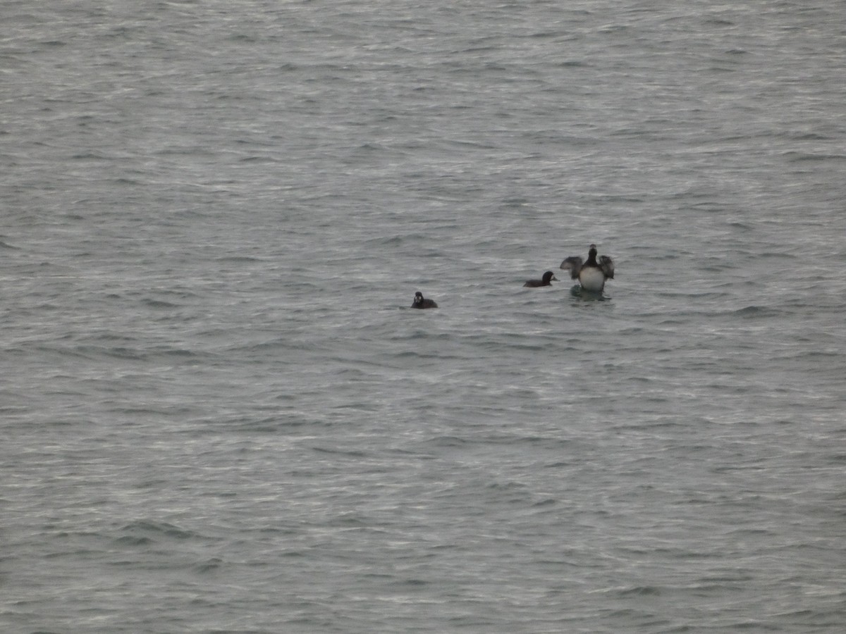 Murgilari handia - ML647156718