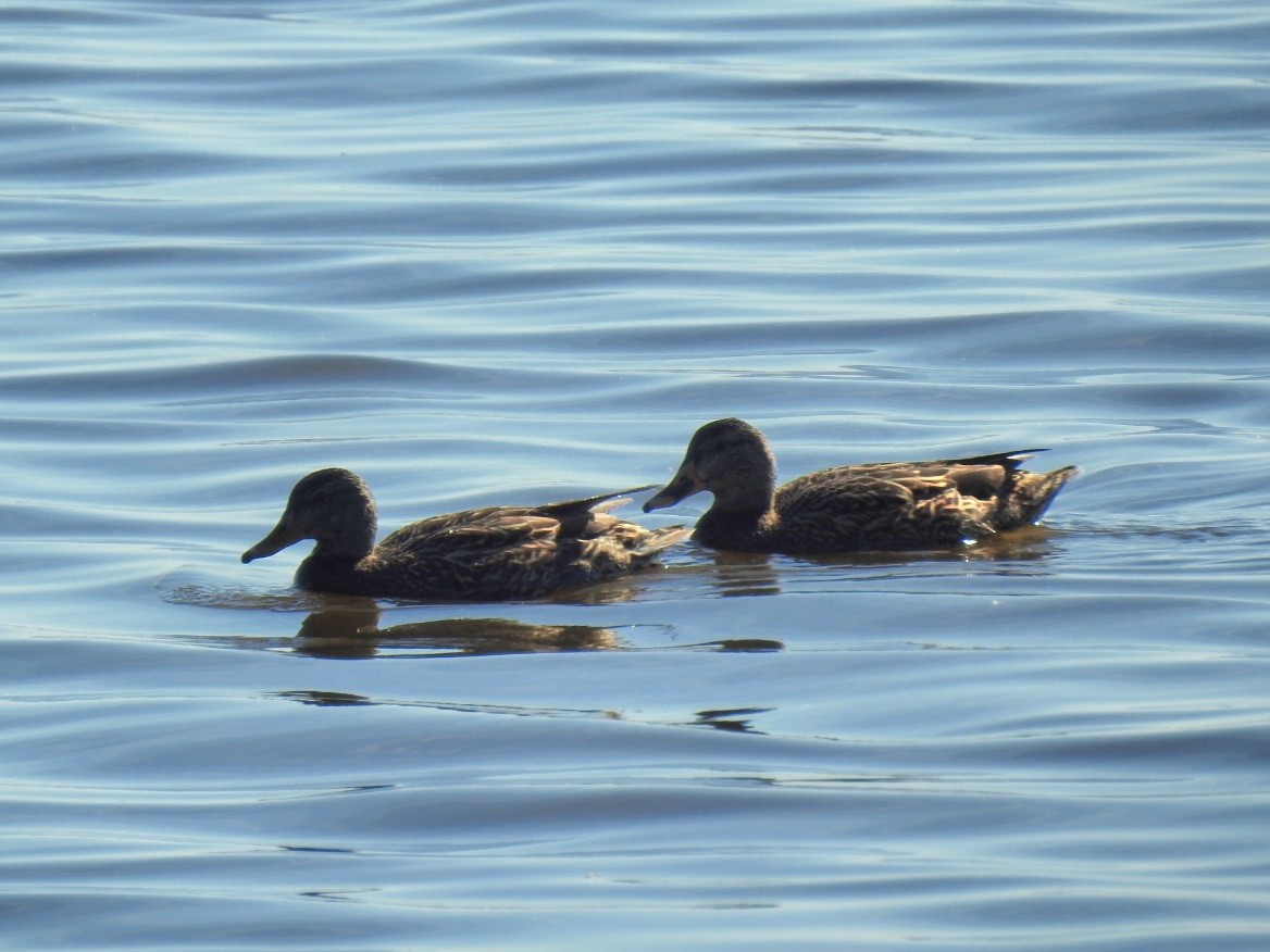 American Black Duck - ML647156719
