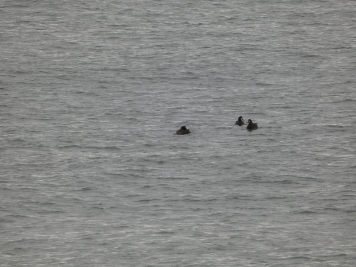 Murgilari handia - ML647156720