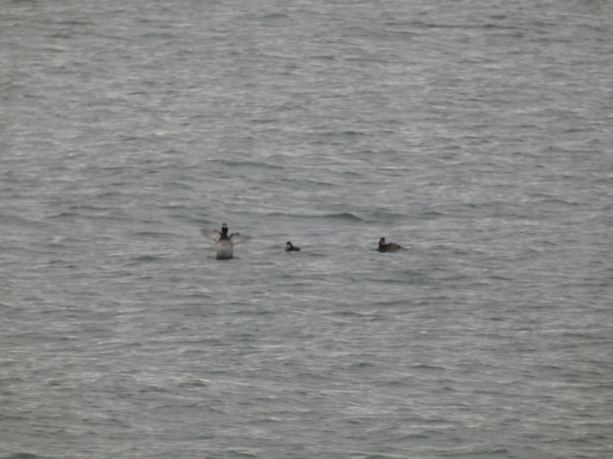 Murgilari handia - ML647156721