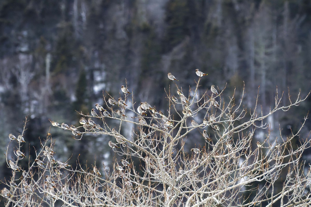 Ampelis Europeo - ML647156725