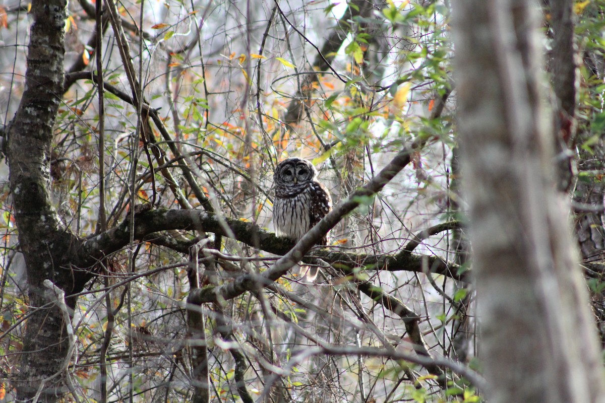Barred Owl - ML647156726