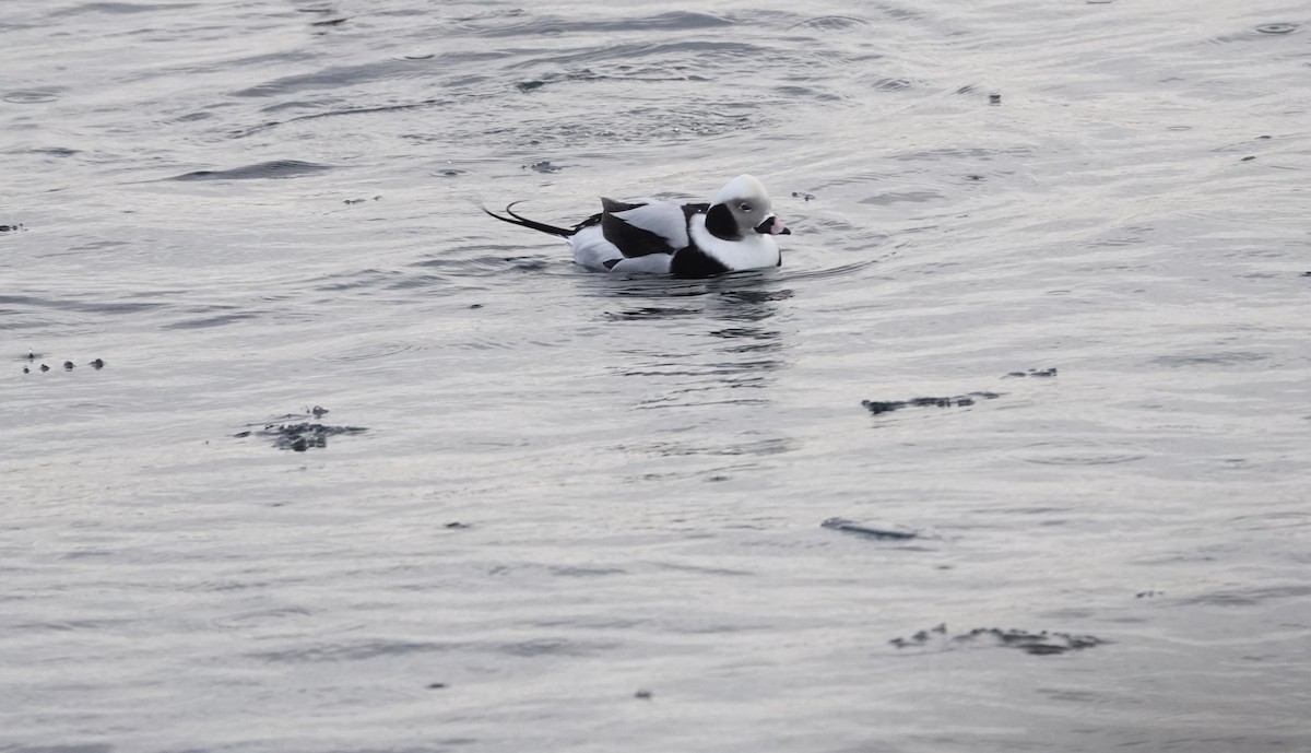 Harelde kakawi - ML647156729