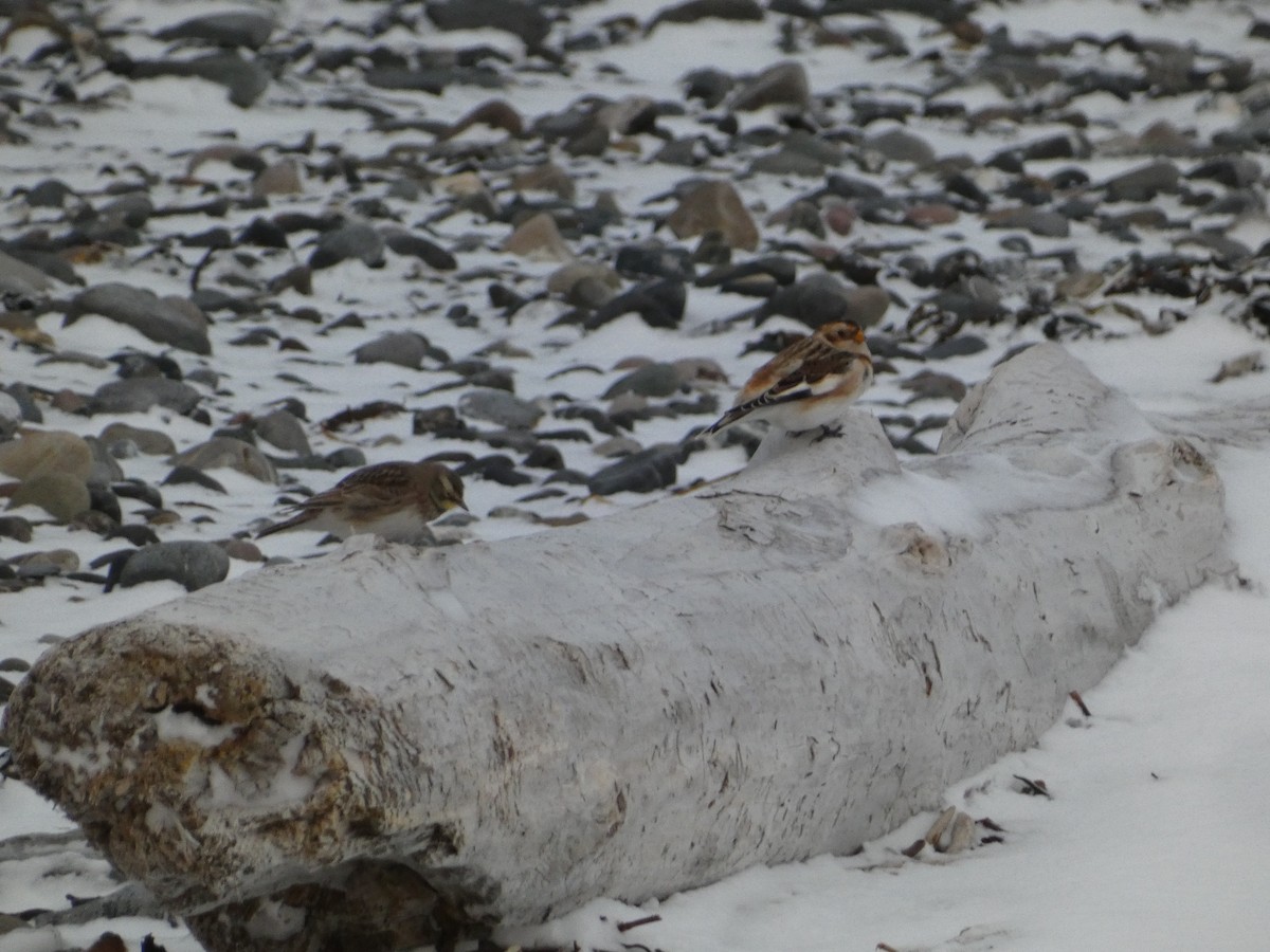 Alouette hausse-col - ML647156730