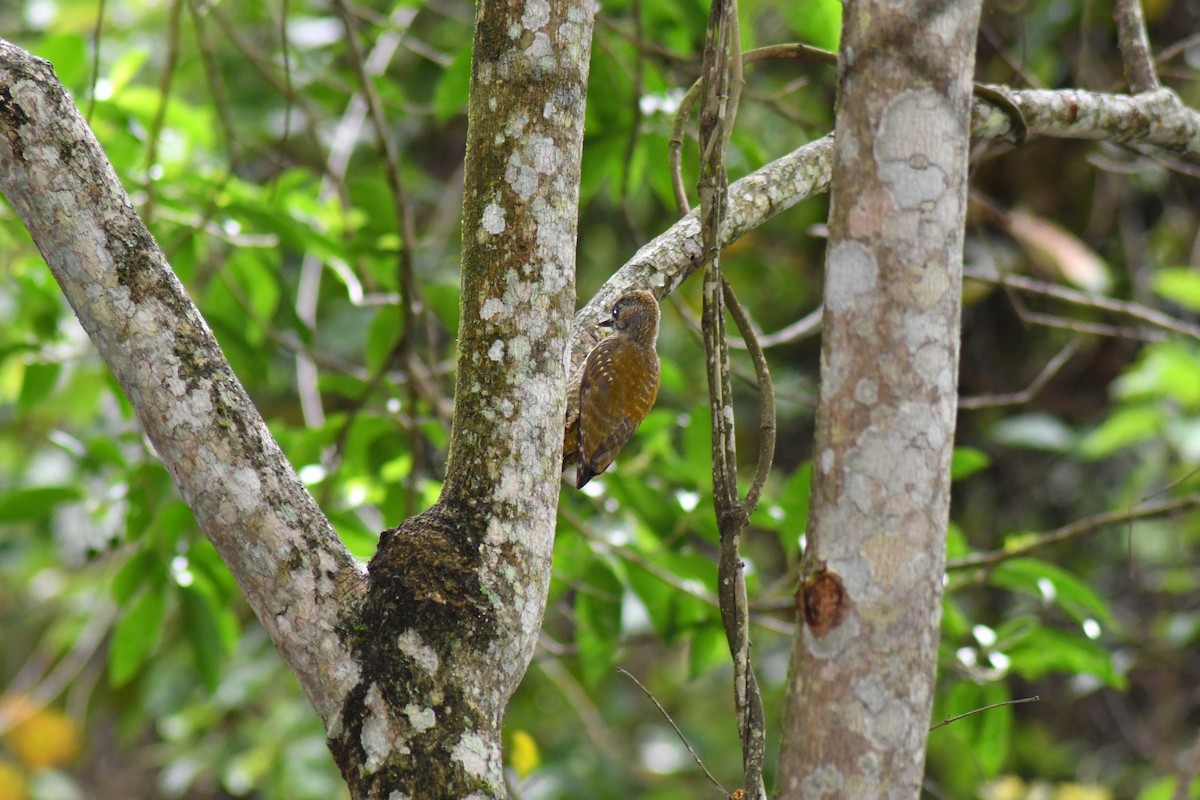 Pic passerin - ML647156731