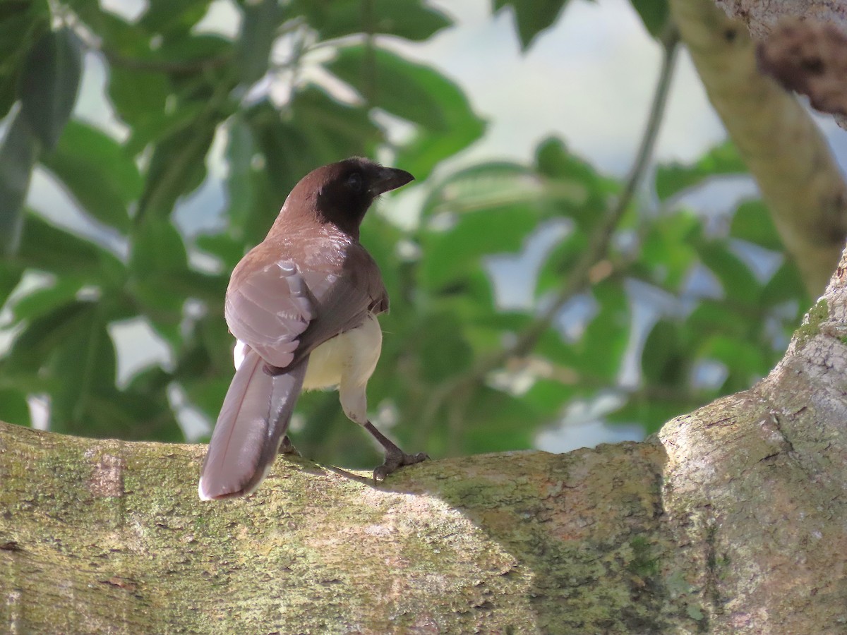 Geai enfumé - ML647156733