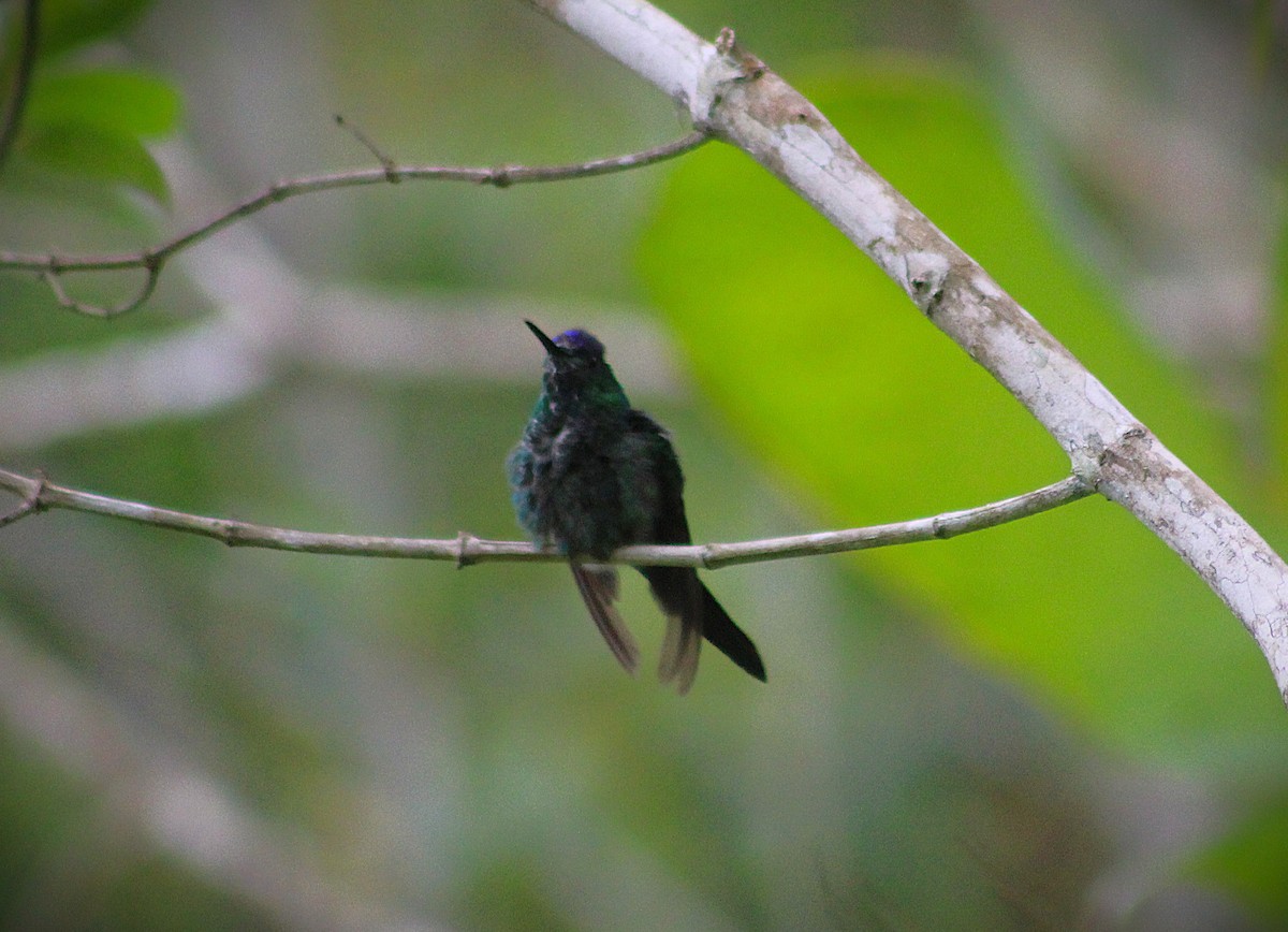 Dryade glaucope - ML647156734