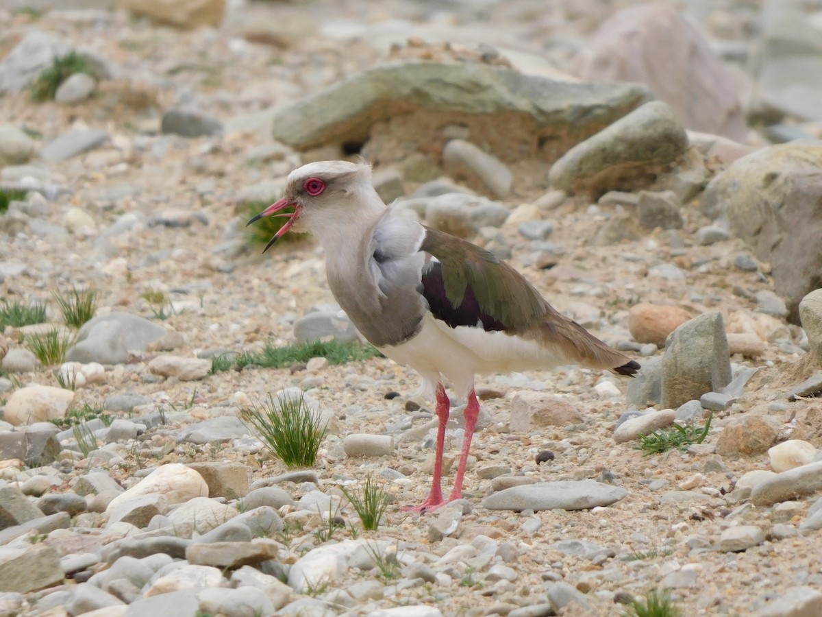 Vanneau des Andes - ML647156735