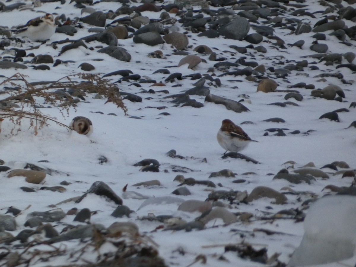 Plectrophane des neiges - ML647156736