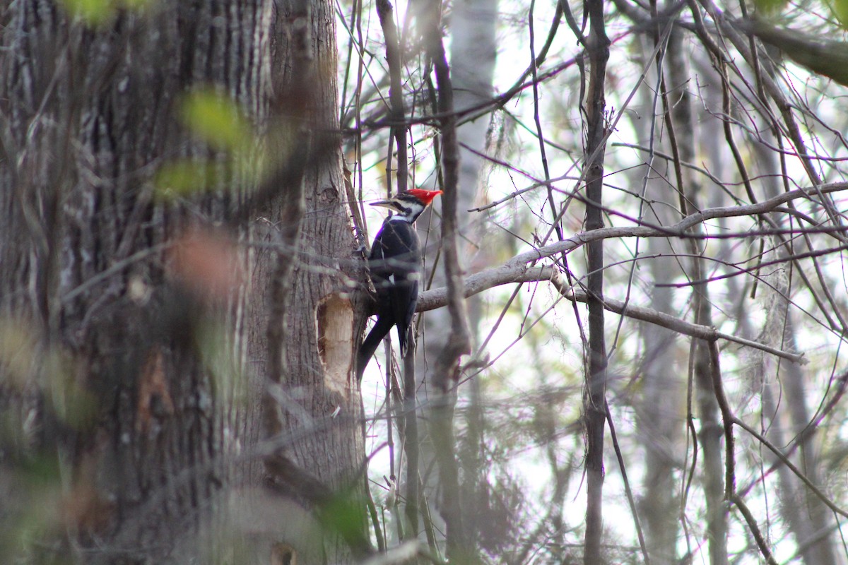 Grand Pic - ML647156737