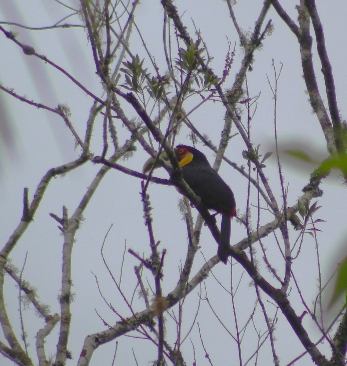 Toucan à ventre rouge - ML647156738