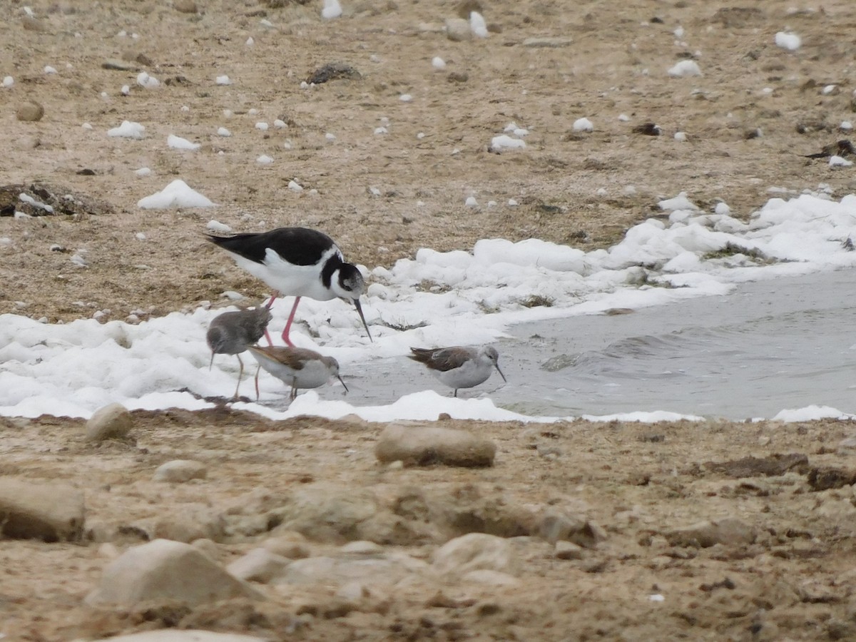 Phalarope de Wilson - ML647156739