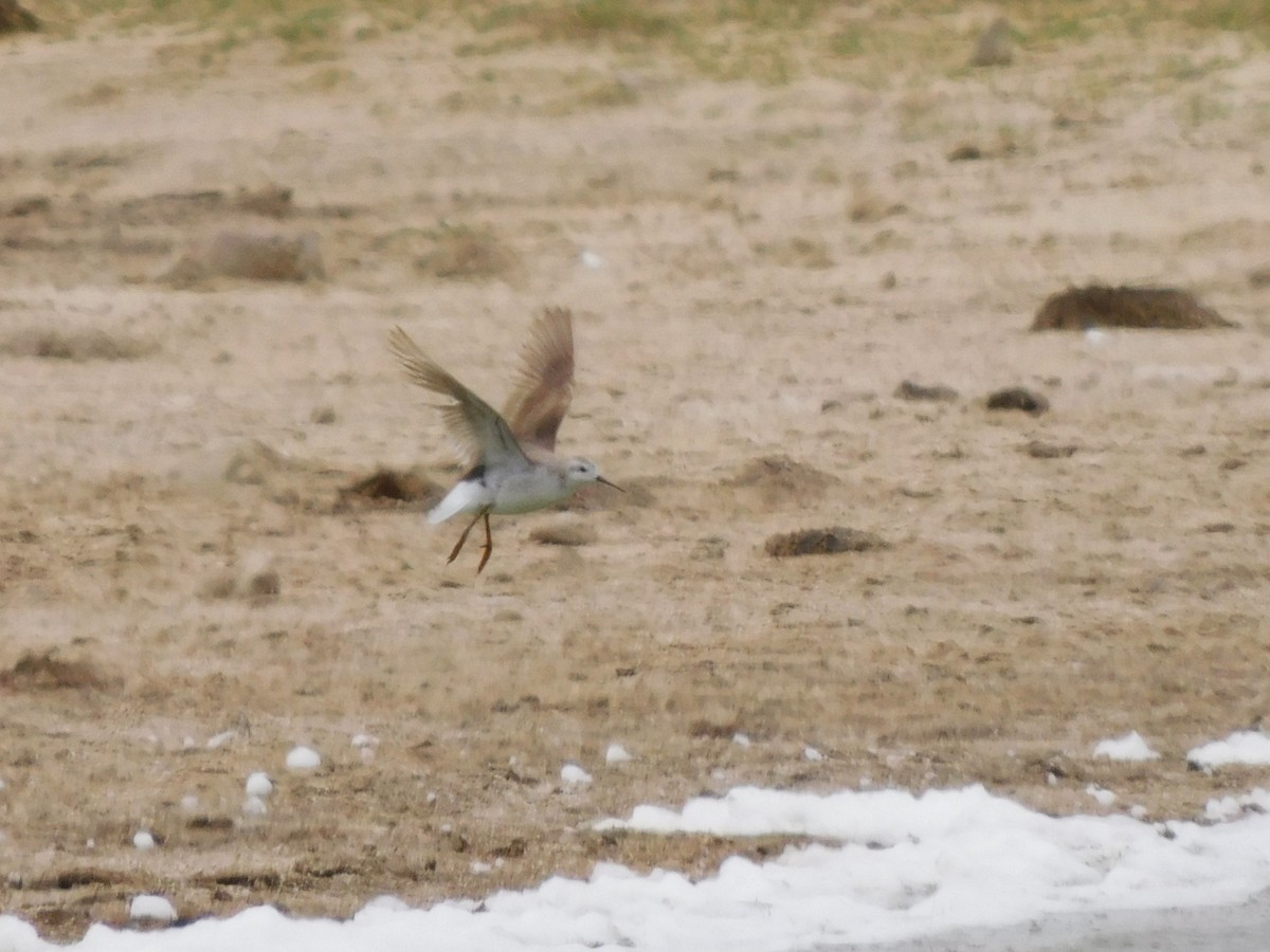 Phalarope de Wilson - ML647156740