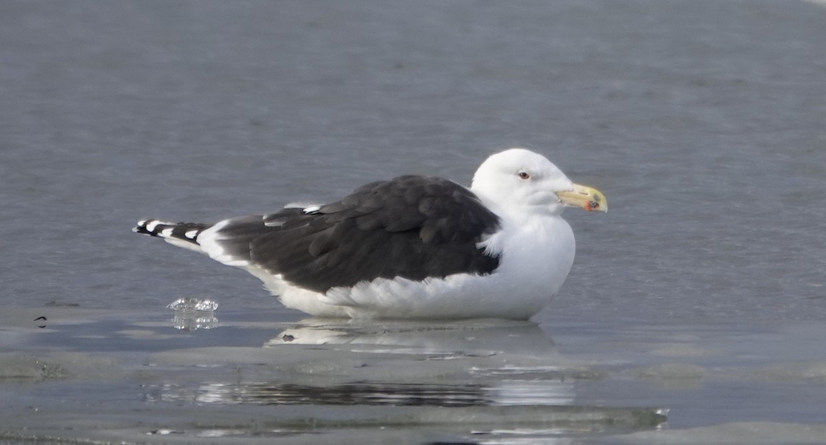 Goéland marin - ML647156741