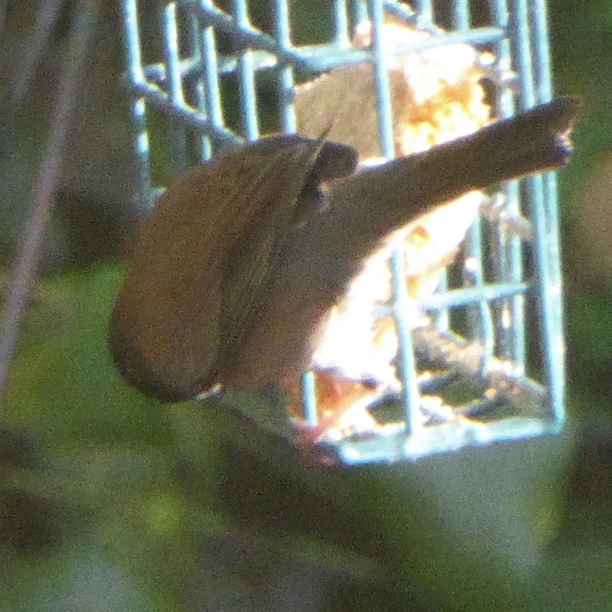 Junco ardoisé - ML647156742