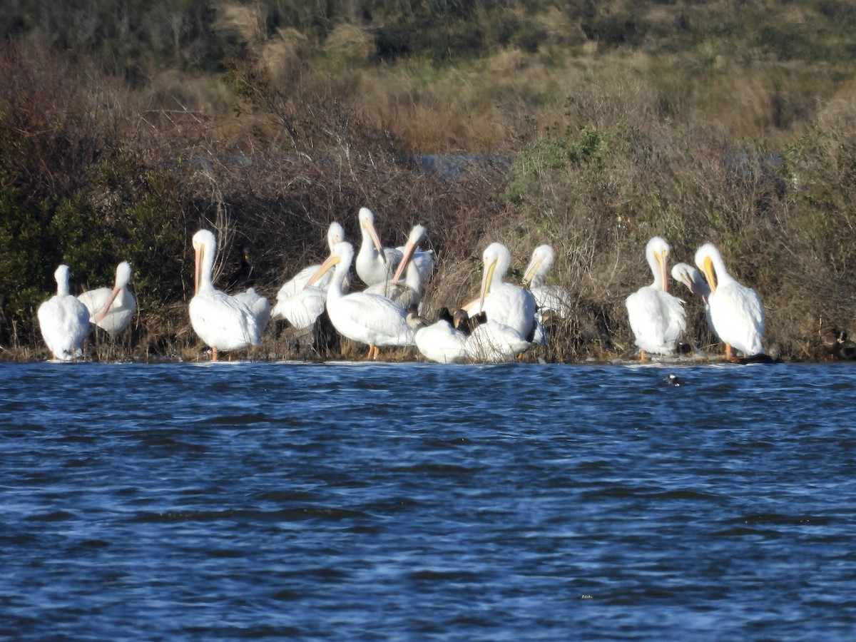 Pélican d'Amérique - ML647156743