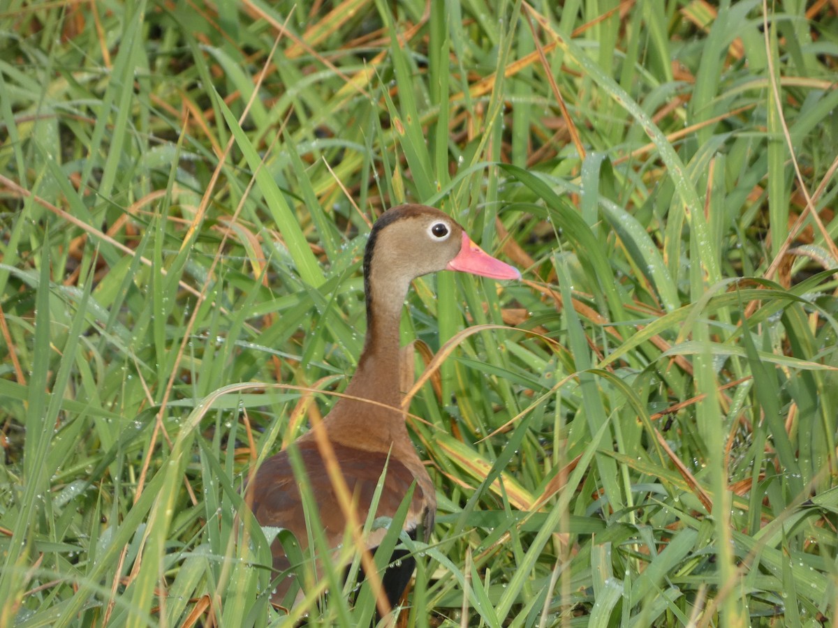 Dendrocygne à ventre noir - ML647156745