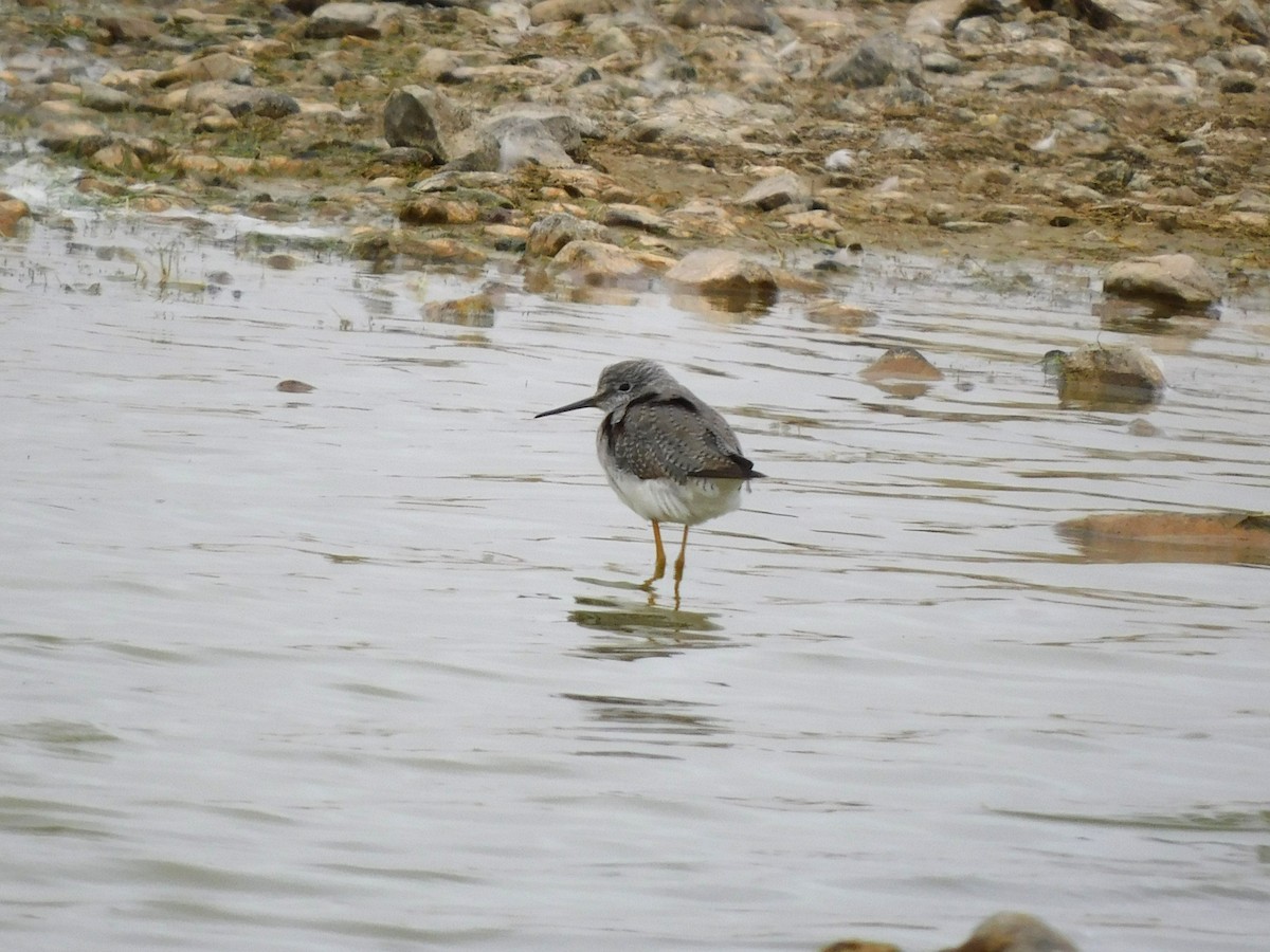 Petit Chevalier - ML647156746