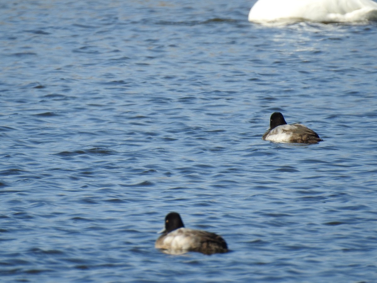 Petit Fuligule - ML647156747