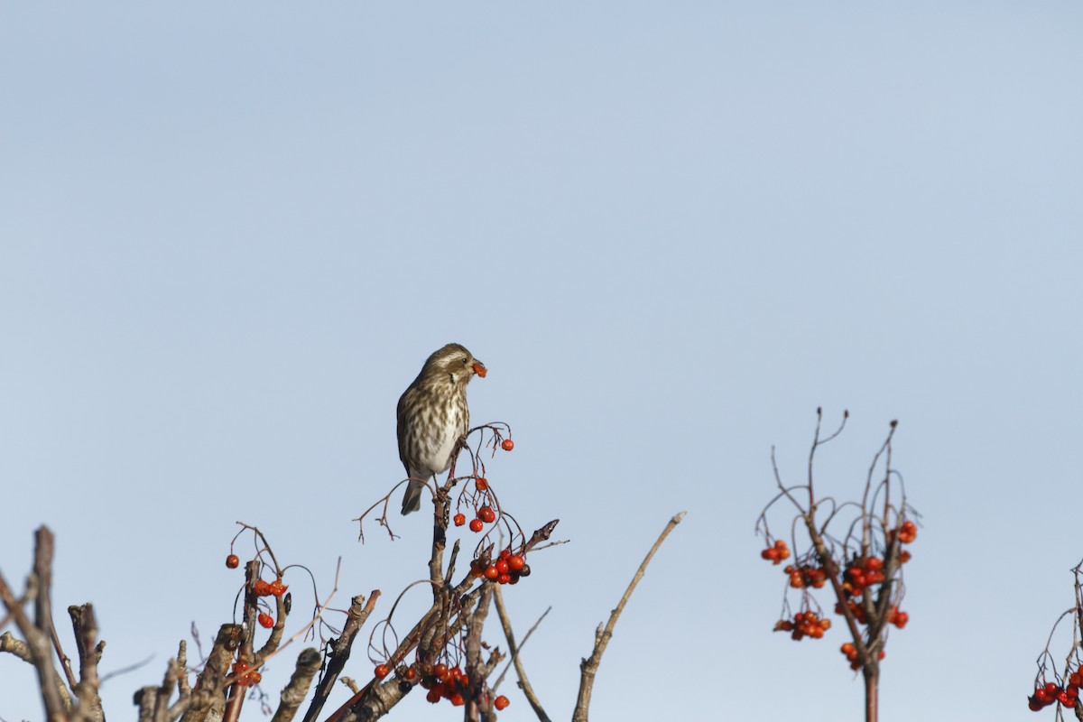 Roselin pourpré - ML647156748