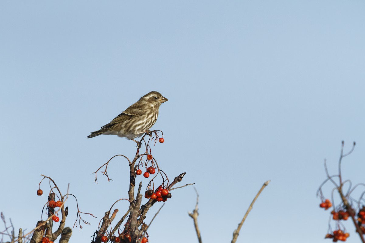 Roselin pourpré - ML647156749