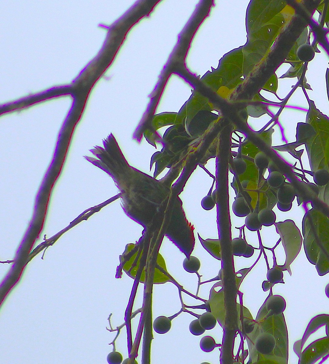 Calliste à tête bleue - ML647156750