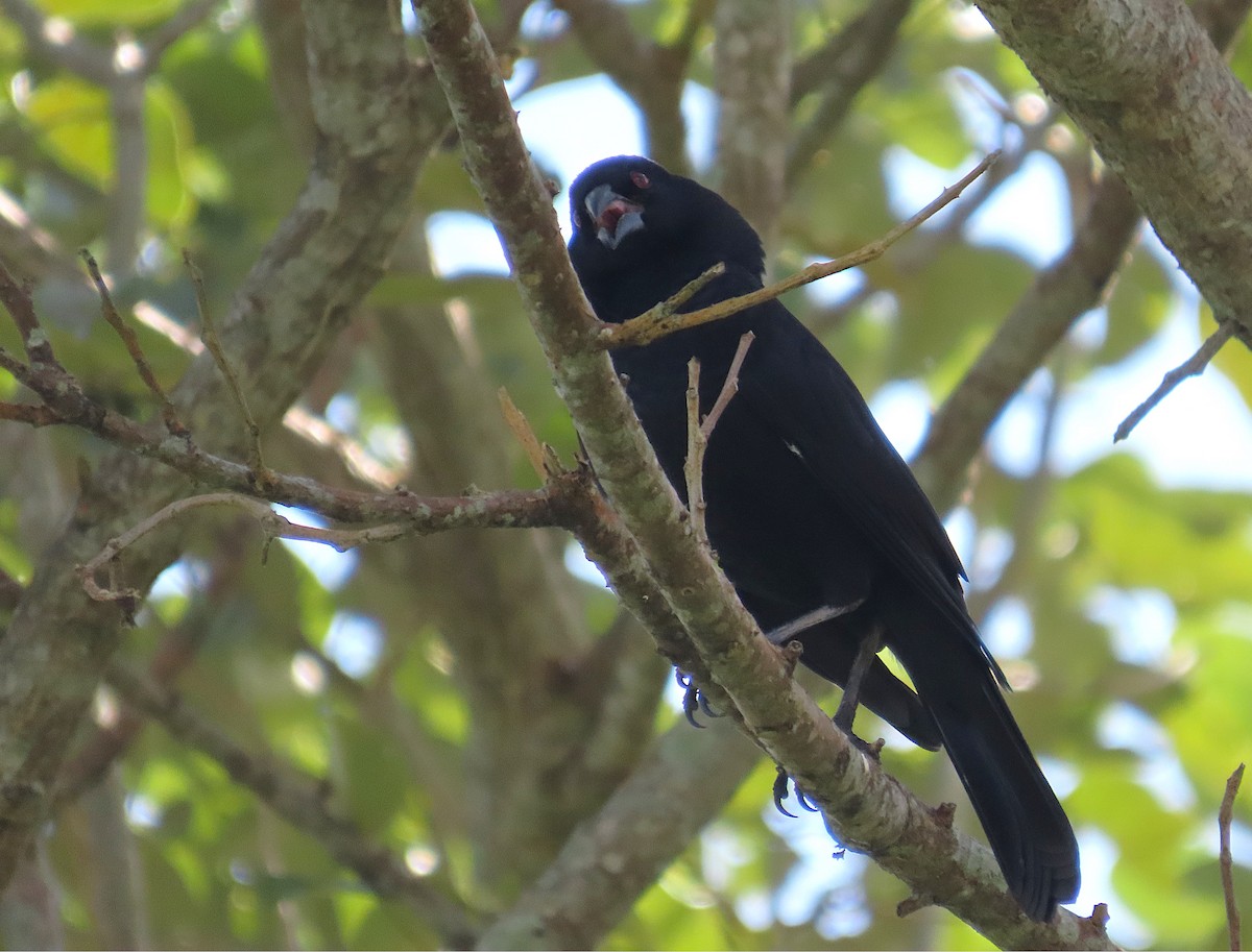 Vacher géant - ML647156751