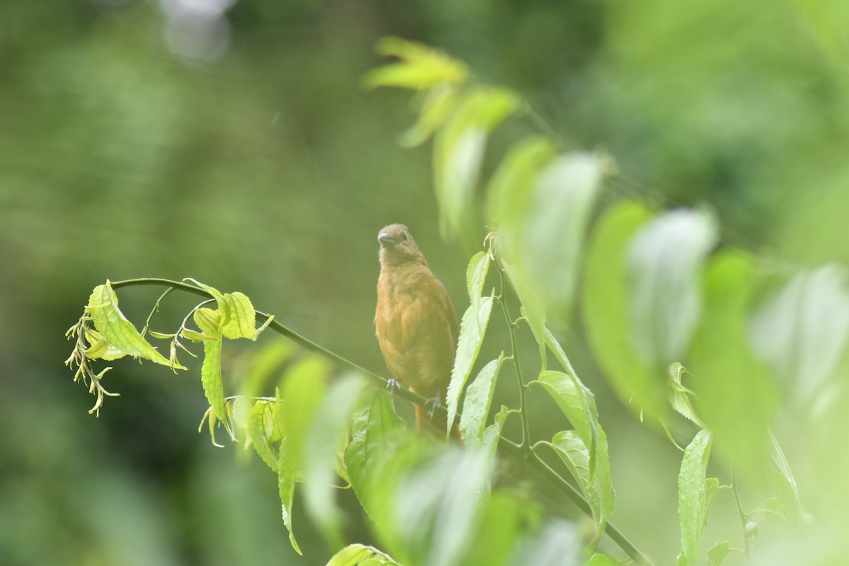 Tangara couronné - ML647156757